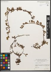 Foto von Salix retusa L.